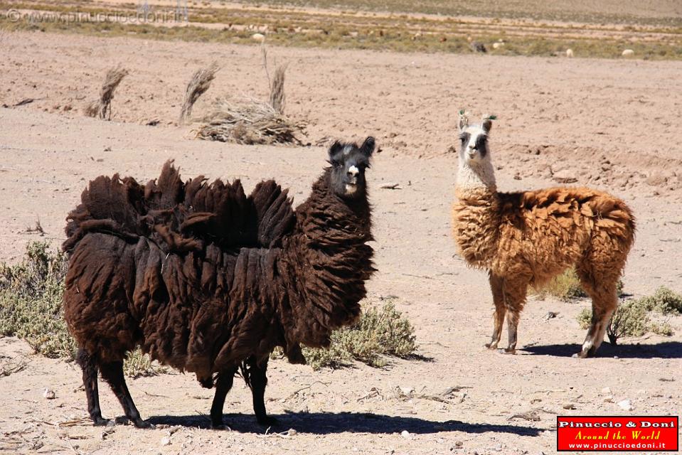 BOLIVIA - Uyuni Villamar - 12 - Lama.jpg